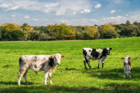 Increased Dairy Production - Benefits of Vortex Structured Biophoton Water