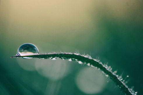 Increased Capillarity and Plant Hydration - Benefits of Vortex Revitalized Water