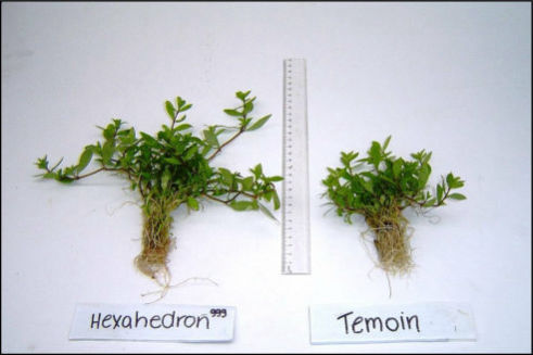 IQDHO Plant Research Report - Benefits of Hexahedron 999 Vortex Water