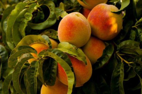 Increased Nutritive Value of Food - Benefits of Vortex Revitalized Water