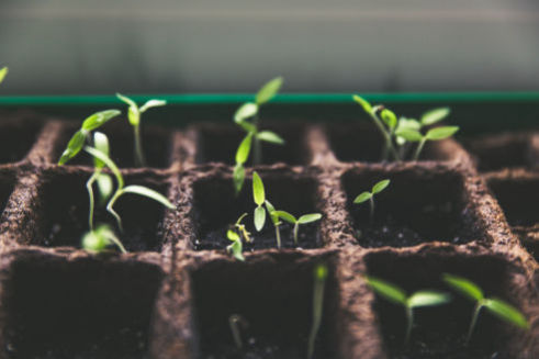Stronger Rooting Systems in Plants - Benefits of Vortexed Hexagonal Water