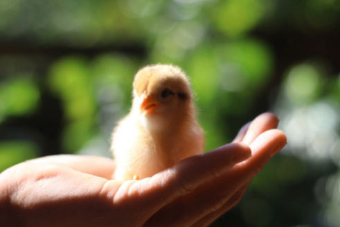 Reduced Chicken Mortality - Benefits of Hexahedron 999 Energized Water