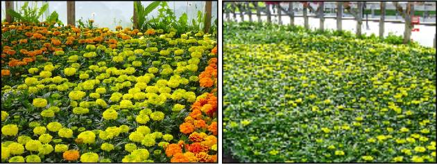 Photos de plants de marigold utilisant Hexahedron 999 – l’eau biophoton structuree