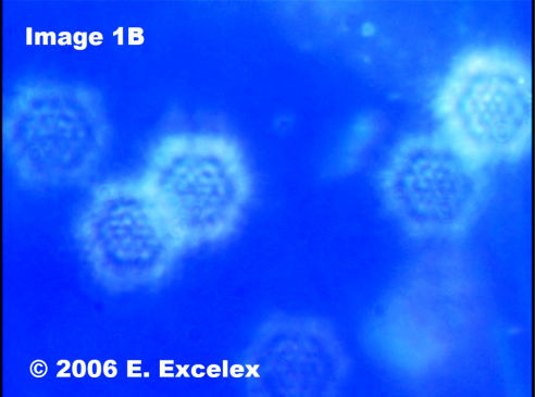 Biophotons Régénéroactifs dans les tomates utlisant l’eau structurée