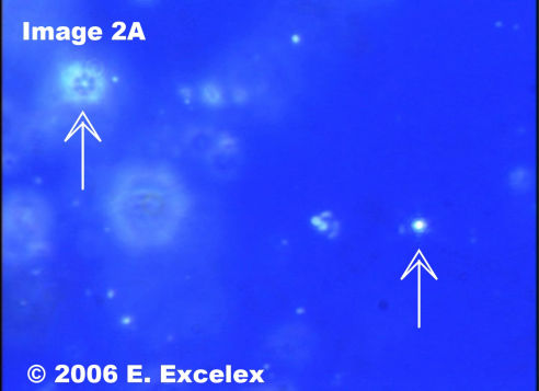Biophotons Généroactifs dans un échantillon de tomate acheté en magasin