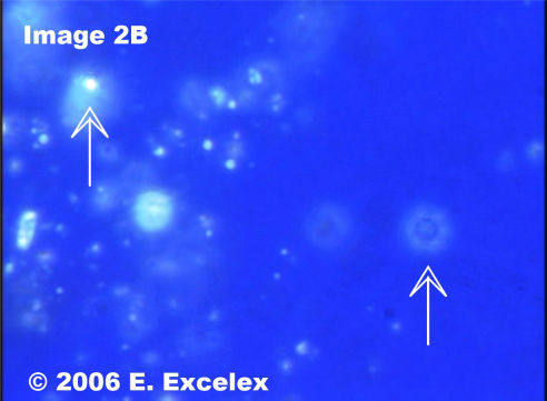Biophotons Généroactifs dans un échantillon de tomate acheté en magasin