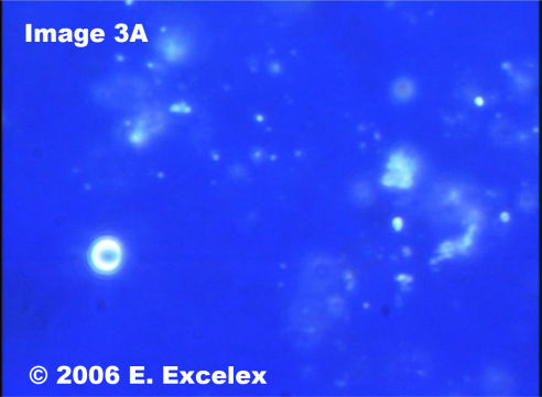 Biophoton Dégénéroactif dans une tomate de culture commerciale