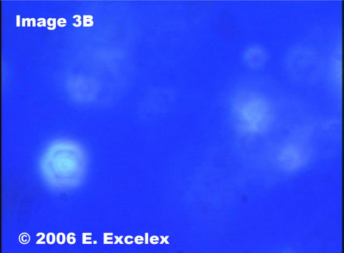 Biophoton Dégénéro-actif dans une tomate de culture commerciale