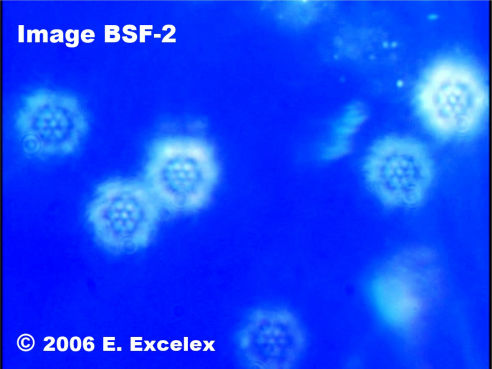 Biophotons Régénéroactifs dans une Tomate Structurée utilisant l’eau Hexahedron 999
