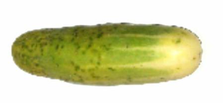 Concombre de trois mois cultivé avec de l'eau Hexahedron 999