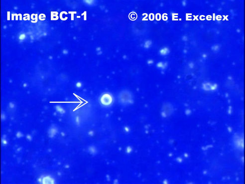 Grand biophoton dégénéroactif dans un concombre âgé de trois mois