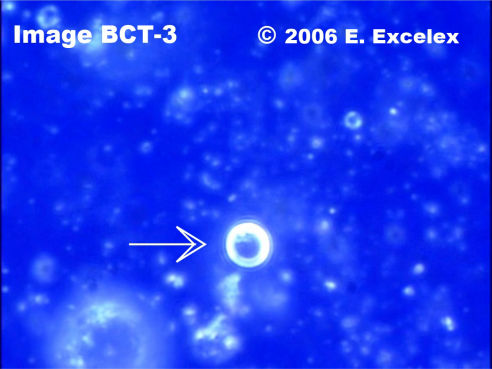 Grand biophoton dégénéroactif dans un concombre âgé de trois mois