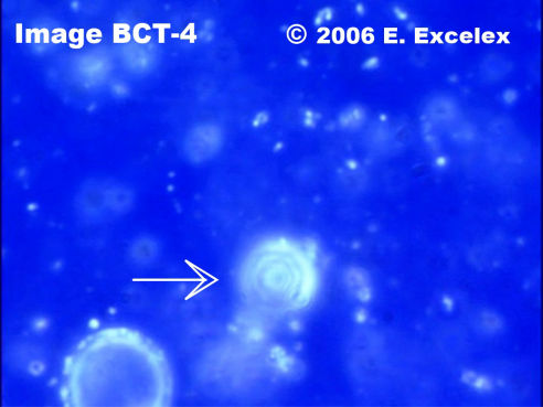 Grand biophoton dégénéréoactif dans un concombre de trois mois